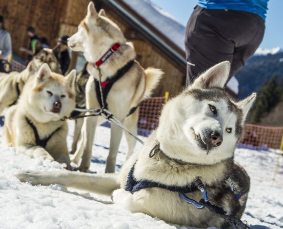 Dogsledding