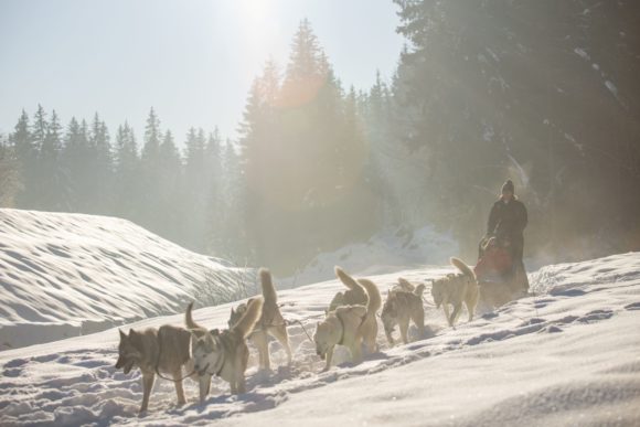 Dogsledding
