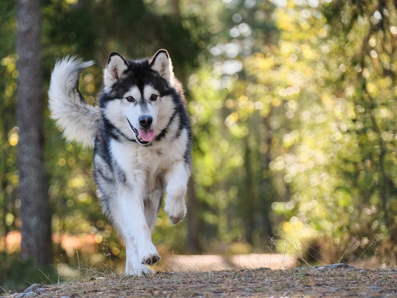 Cani-balade et visite du chenil avec Les Granges de Heïdi