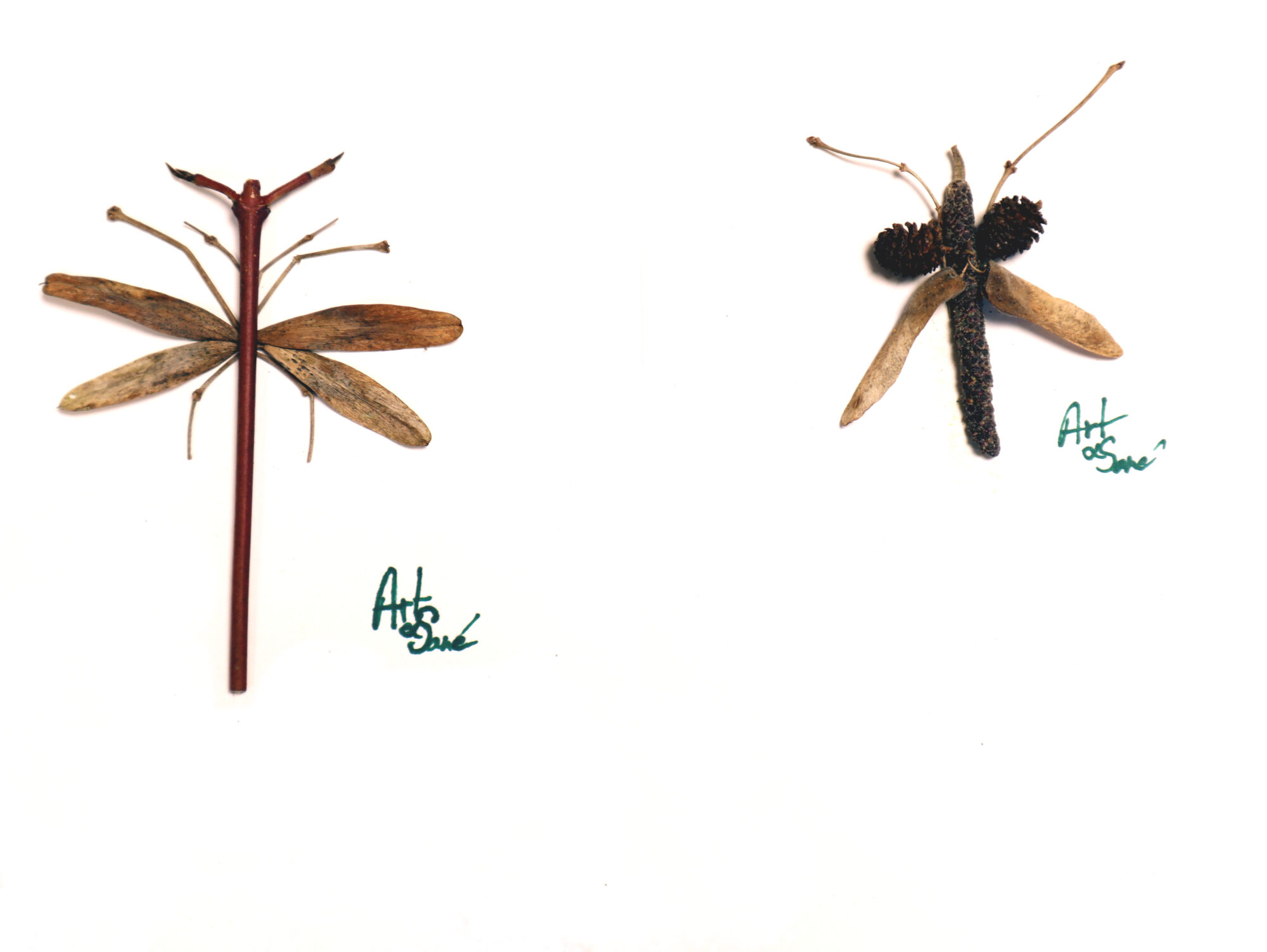 Au labo des Ilettes : Insectarium plantae
