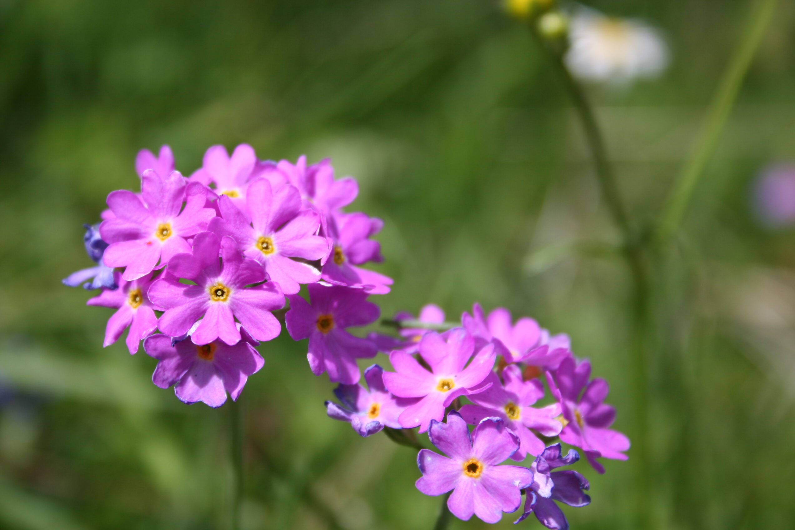 Journées perfectionnement en botanique